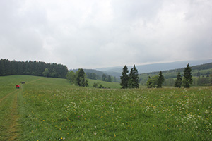 Knüllfeld