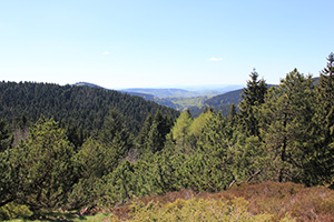 Rennsteiggarten Oberhof
